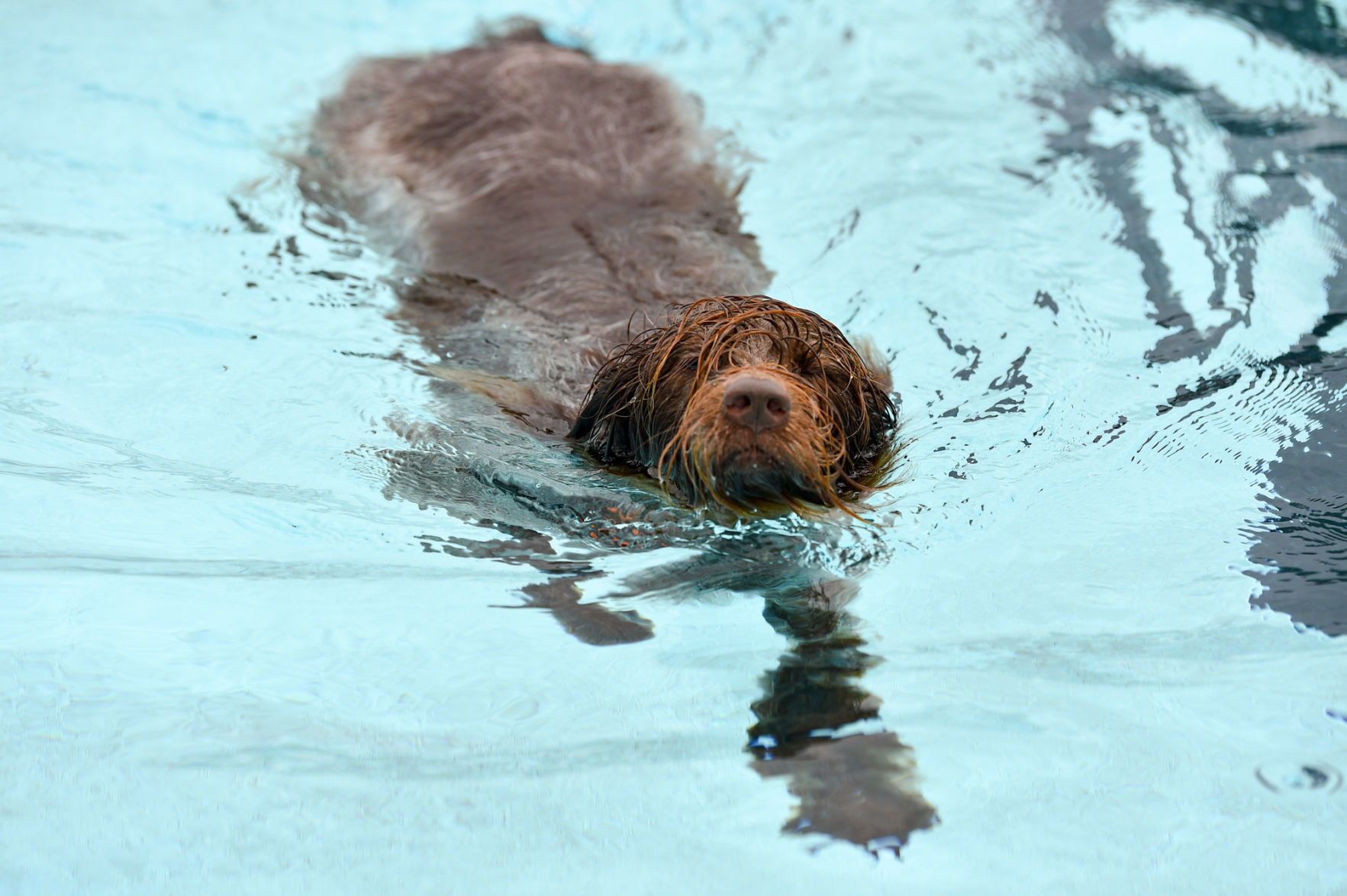 082919-bet-doggysplash-055a.JPG
